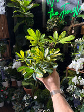 Schefflera Arboricola "Gold Capella"