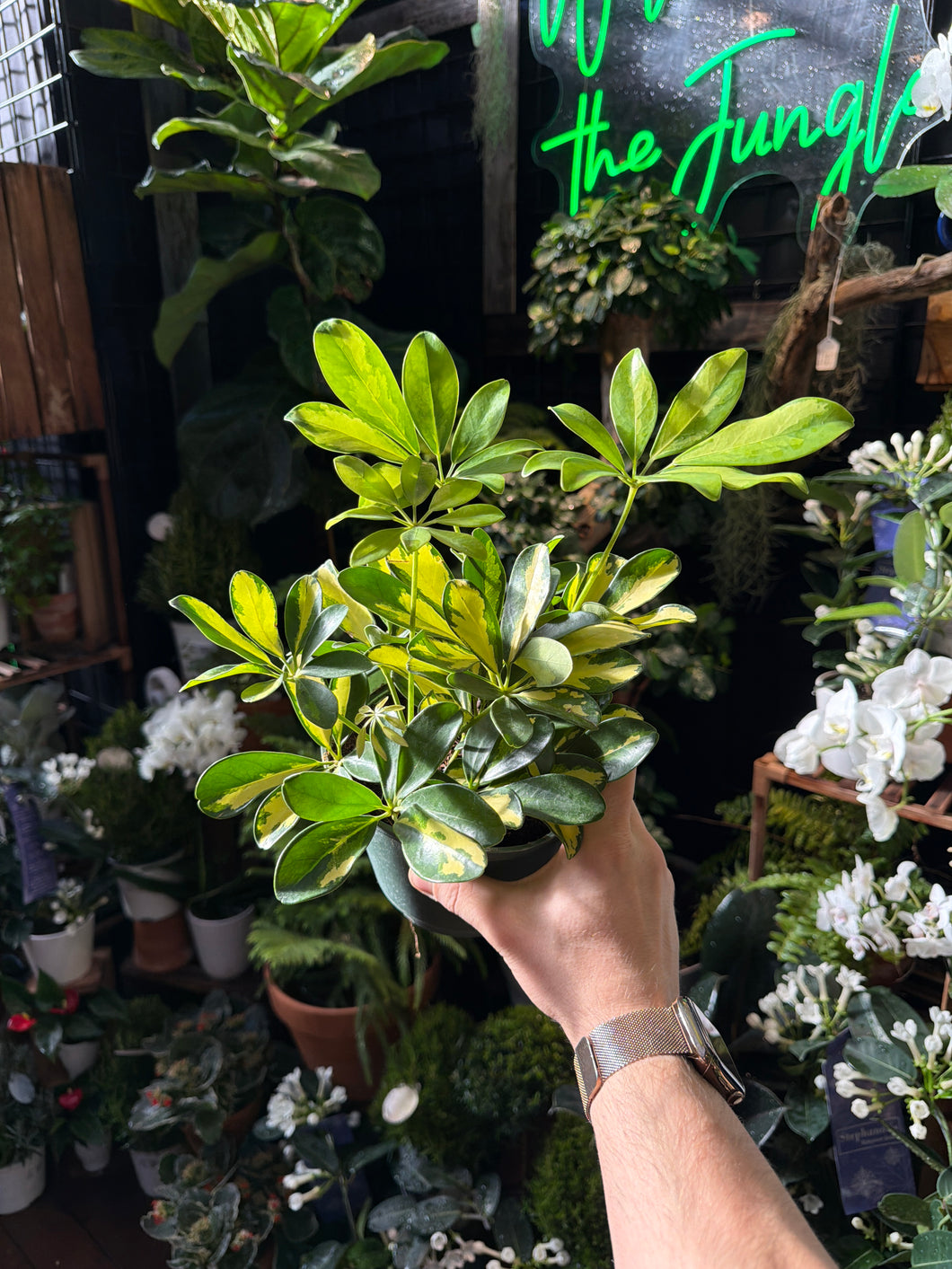 schefflera arboricola gold capella Schefflera Arboricola