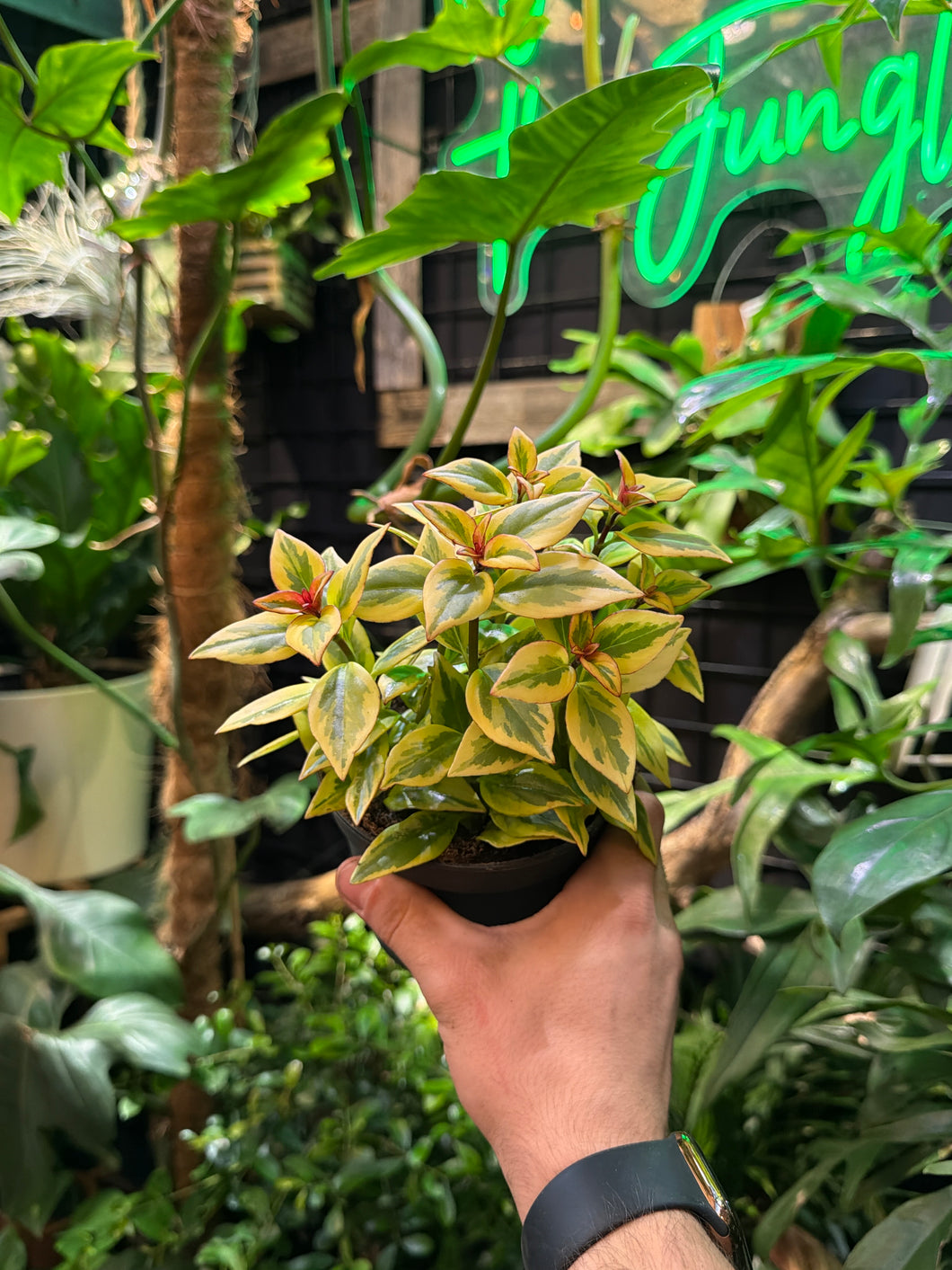 Nematanthus gregarius 'Aurora Gold'