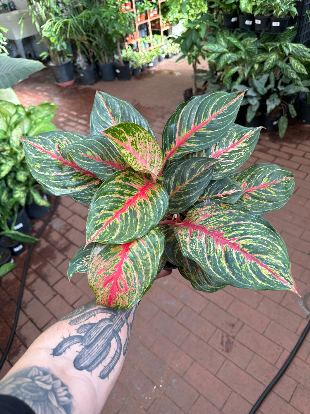 Aglaonema Red Emerald