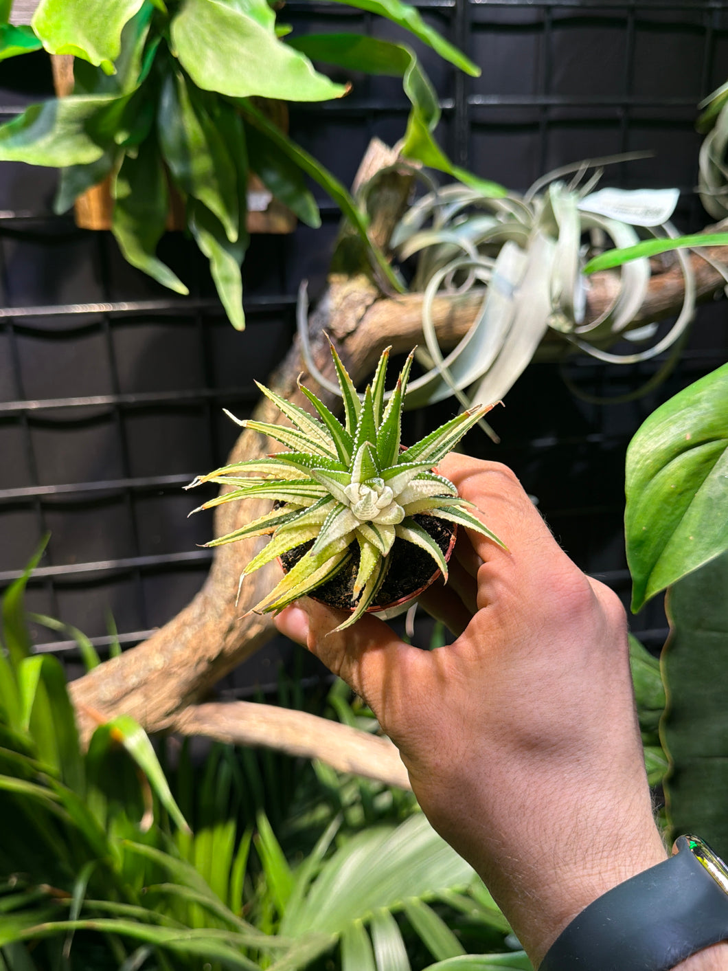 Haworthia Fasciata Variegata