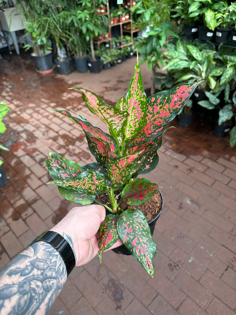 aglaonema unyamanee Aglaonema Narrow Spinel