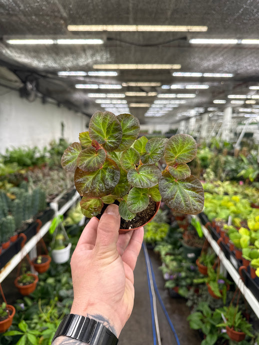 Begonia 'Manaus'