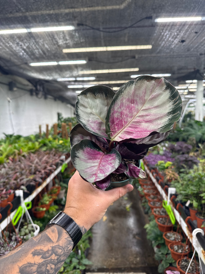 purple calathea prayer plant Calathea Purple Rose - Live Plants in 4 Inch Growers Pots - Calathea Roseopicta 'Purple Rose'