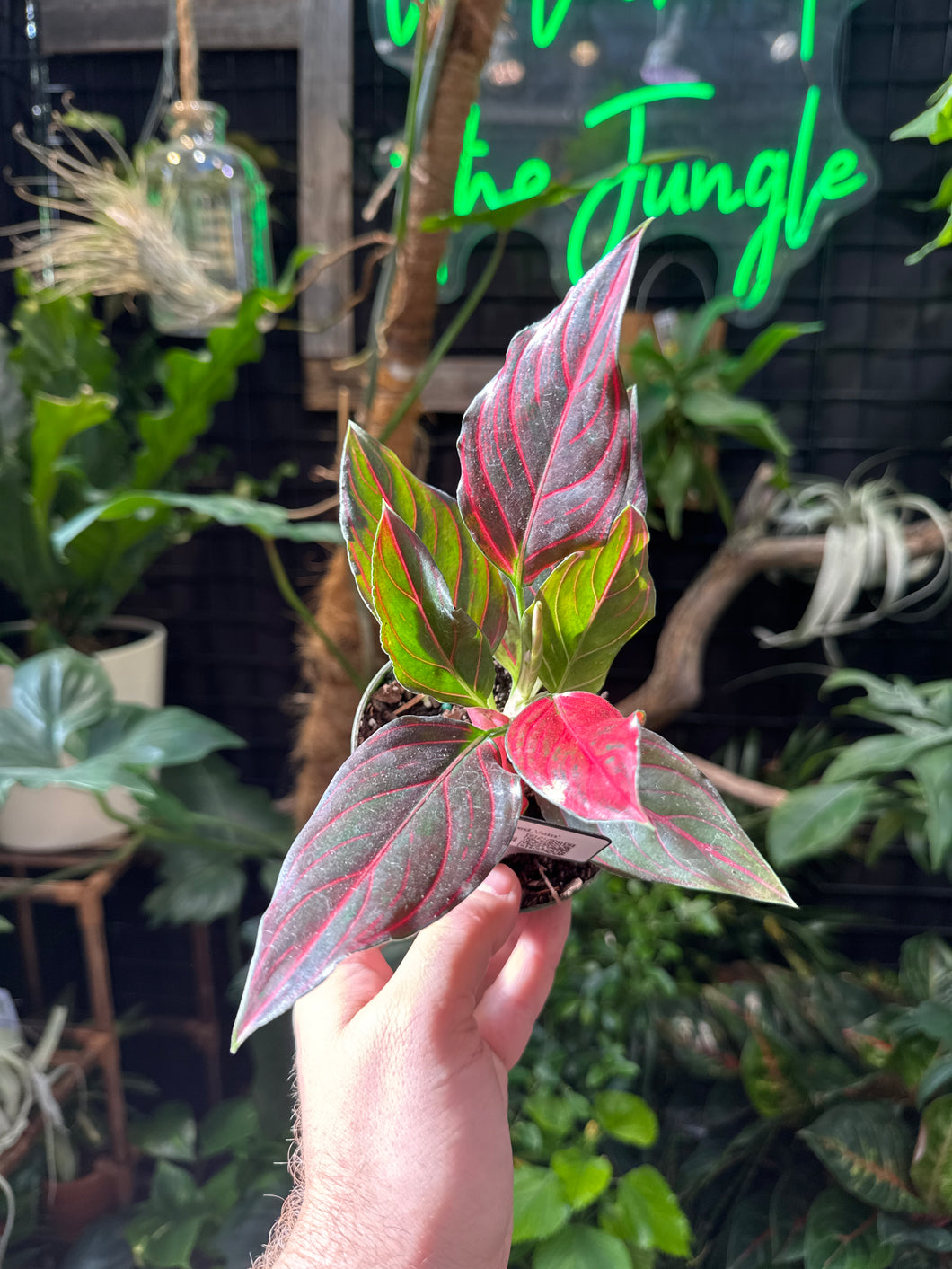 Aglaonema 'Red Vein'