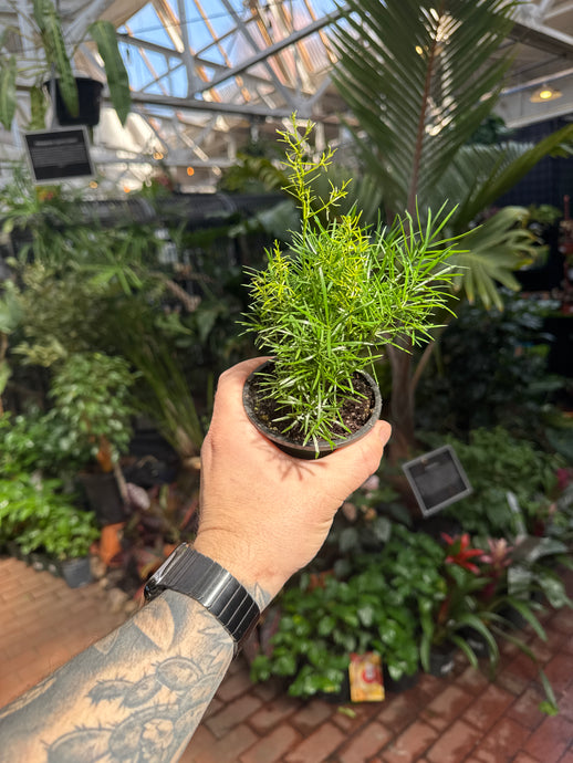 Asparagus Fern Sprengeri