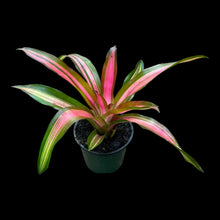 Neoregelia Tricolor Perfecta