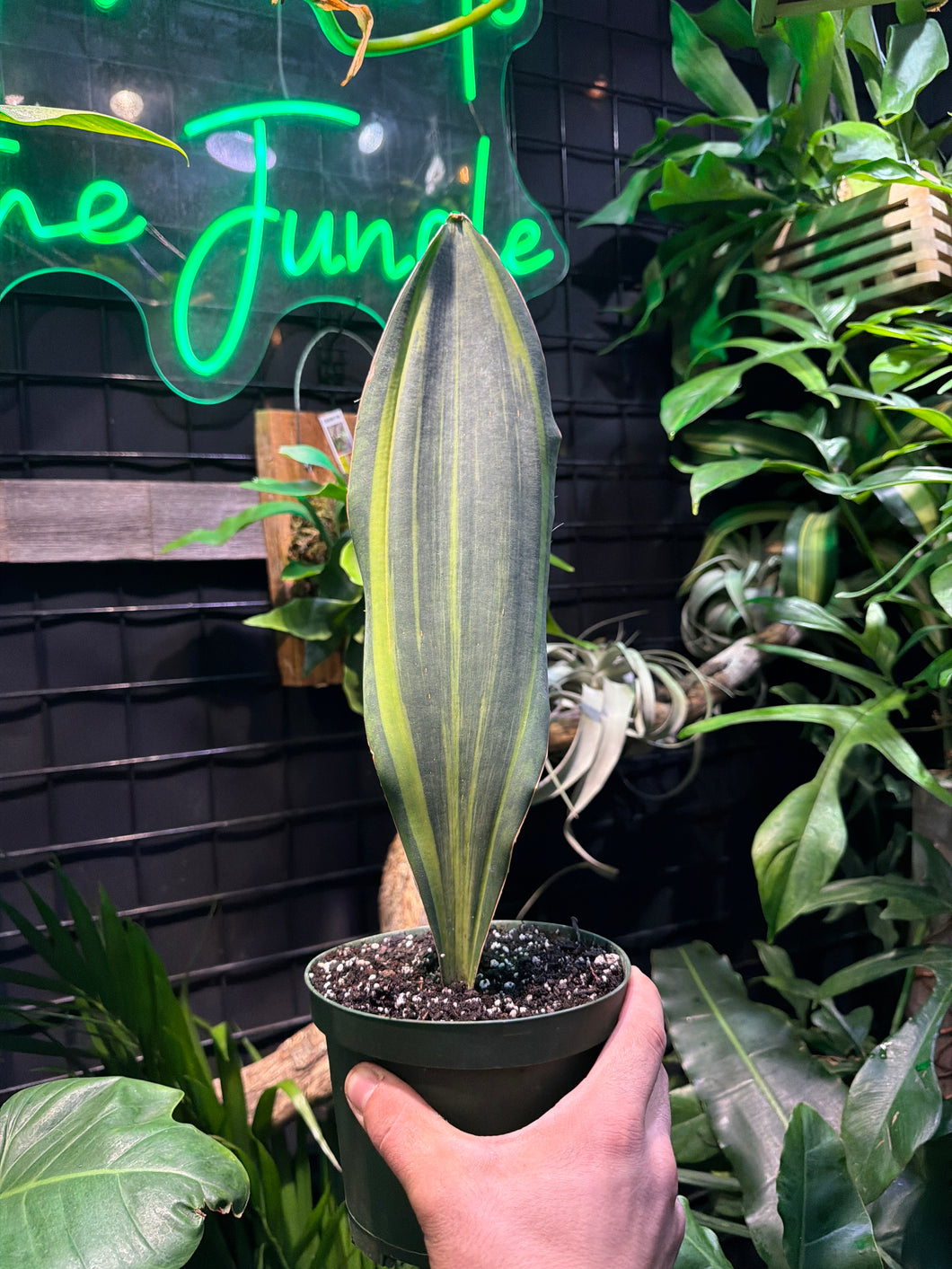 Sansevieria Masoniana Variegata 'Whale's Fin'