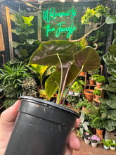 Alocasia suhirmaniana 'Purple'