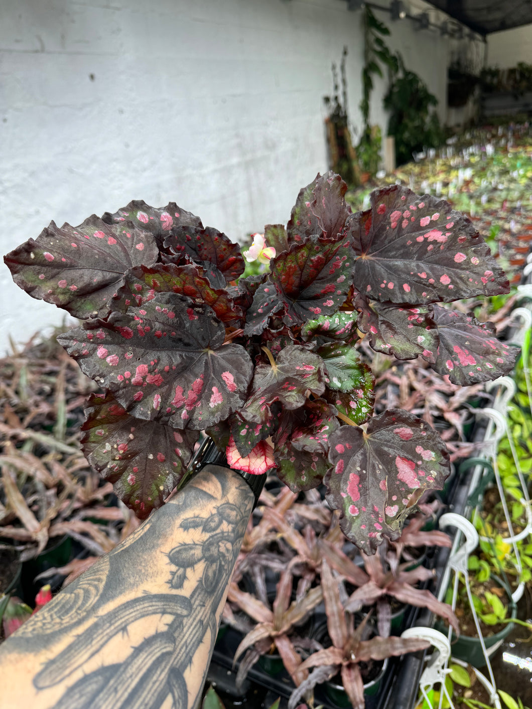 Begonia Rex ‘Etna'