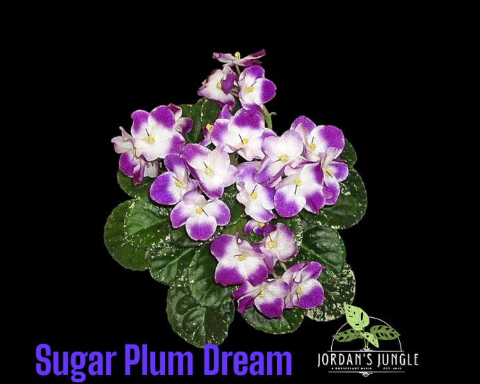 'Sugar Plum Dream'