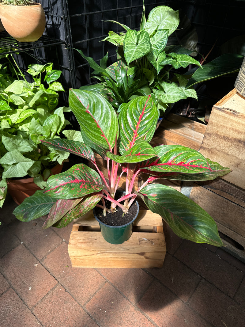 aglaonema rood Aglaonema Rubi – Jordan's Jungle