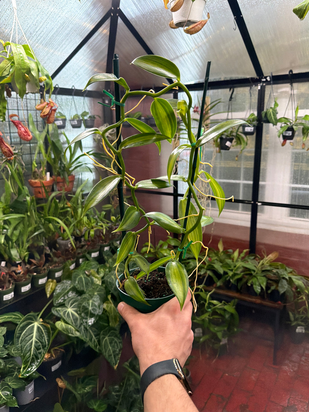 Vanilla planifolia albo marginata (Vanilla Orchid)
