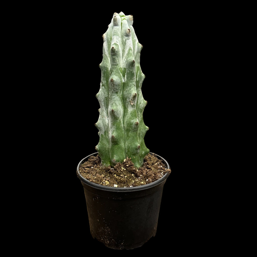 Stenocereus Beneckei Ghost White Boobie Cactus