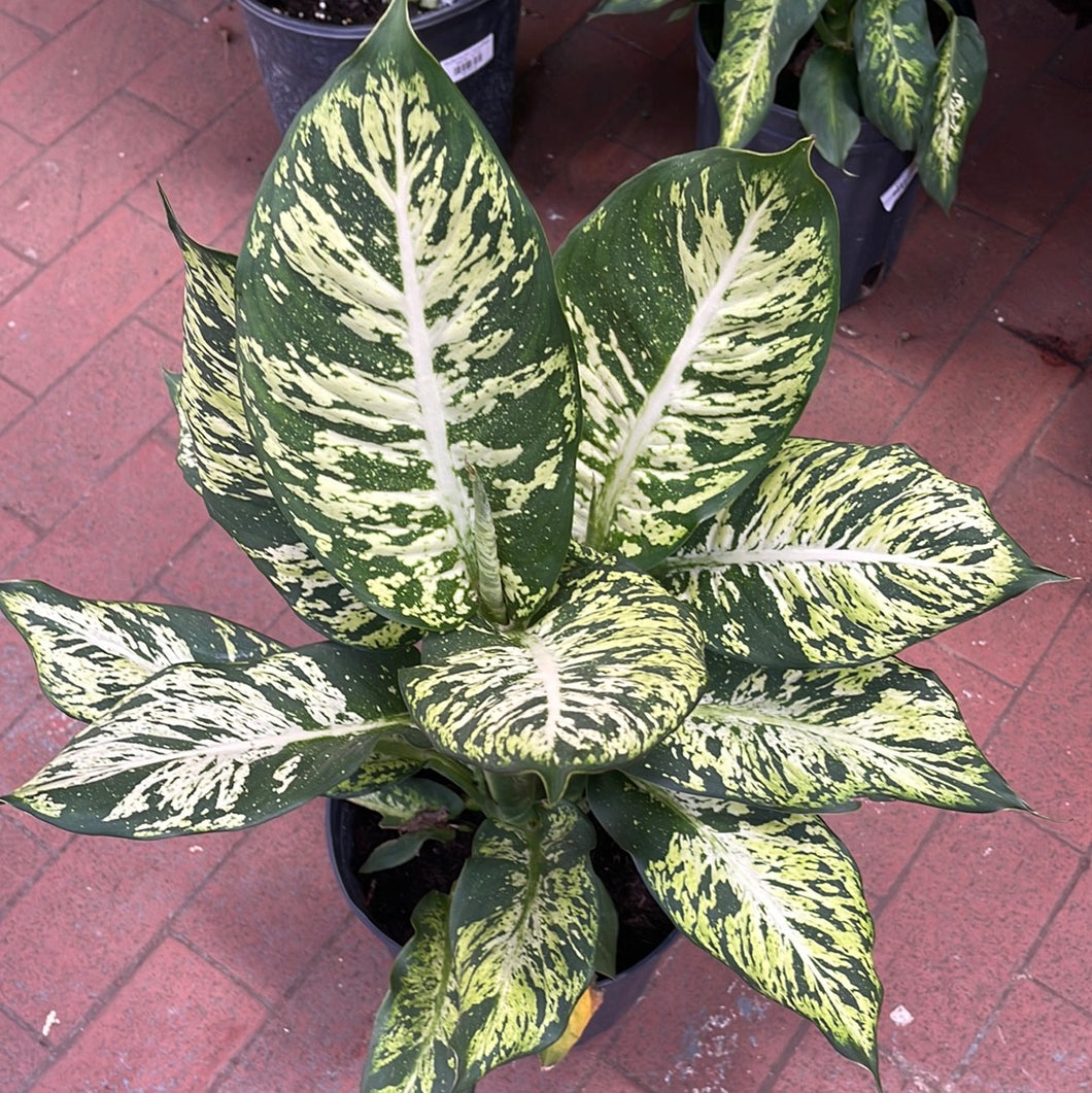 Dieffenbachia Subliem