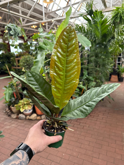 Anthurium superbum
