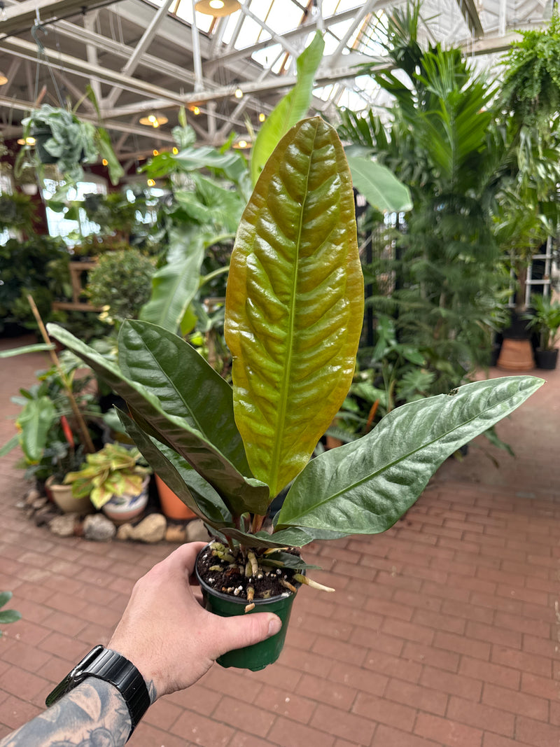 anthurium superbum variegated Anthurium superbum