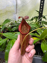 Nepenthes petiolata X flava (Large)