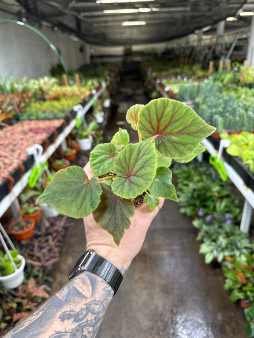 Begonia sericoneura 'Lindleyana'