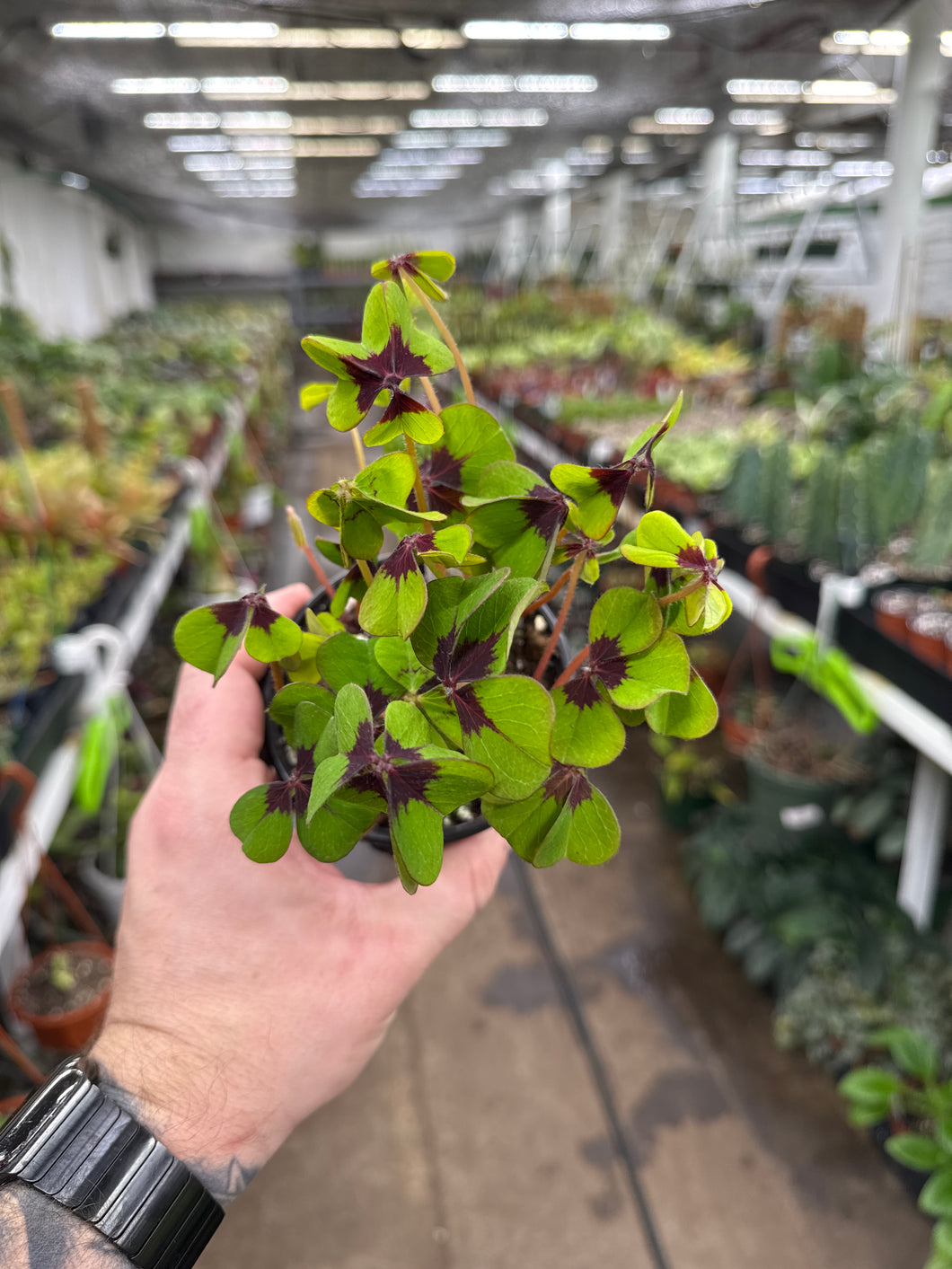 Oxalis 'Iron Cross'