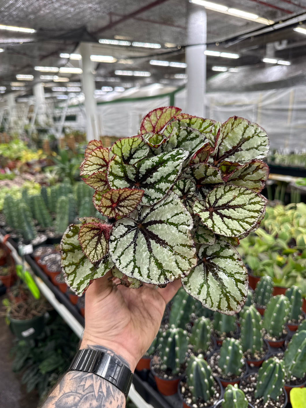 dieffenbachia rex Begonia Rex 'Fedor' – Jordan's Jungle