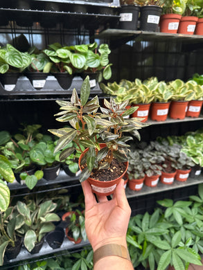 Peperomia 'Metallica'