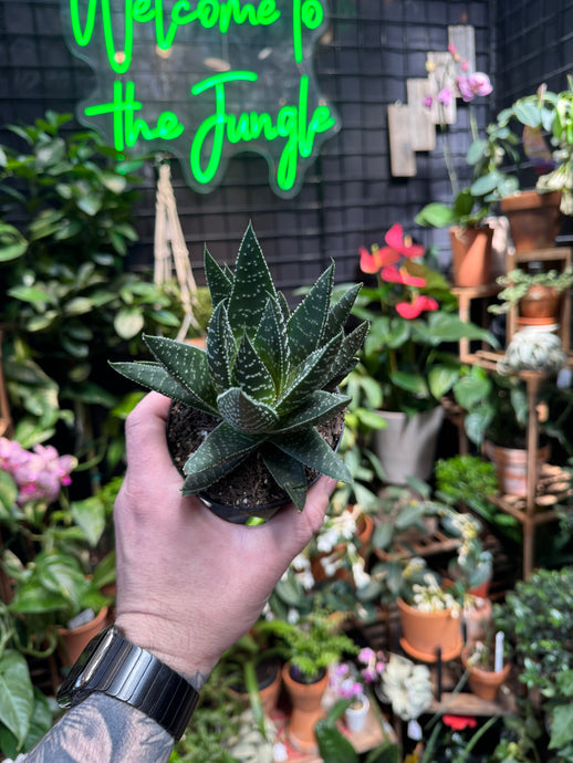 Gasteria 'Royal Wolfgang'