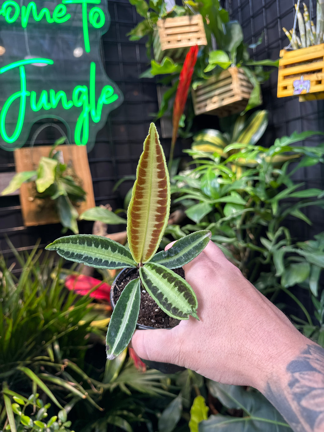Labisia 'Jabi Sunrise'