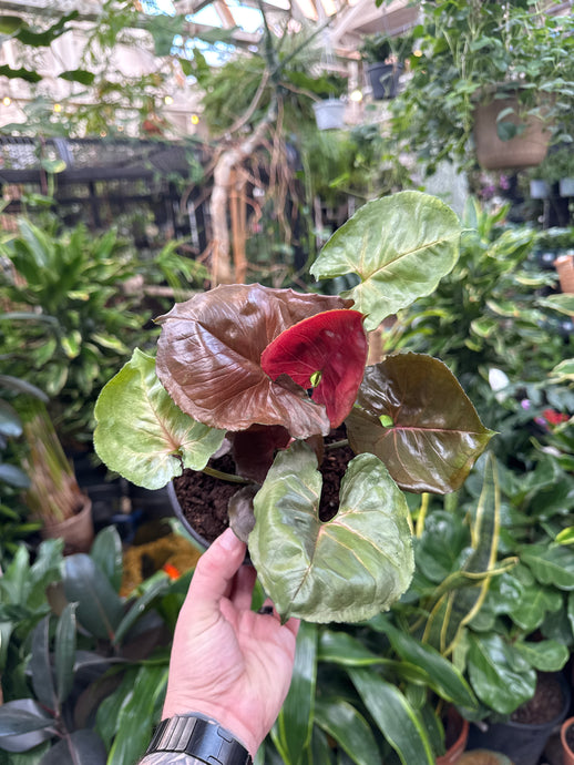 Syngonium Strawberry Ice