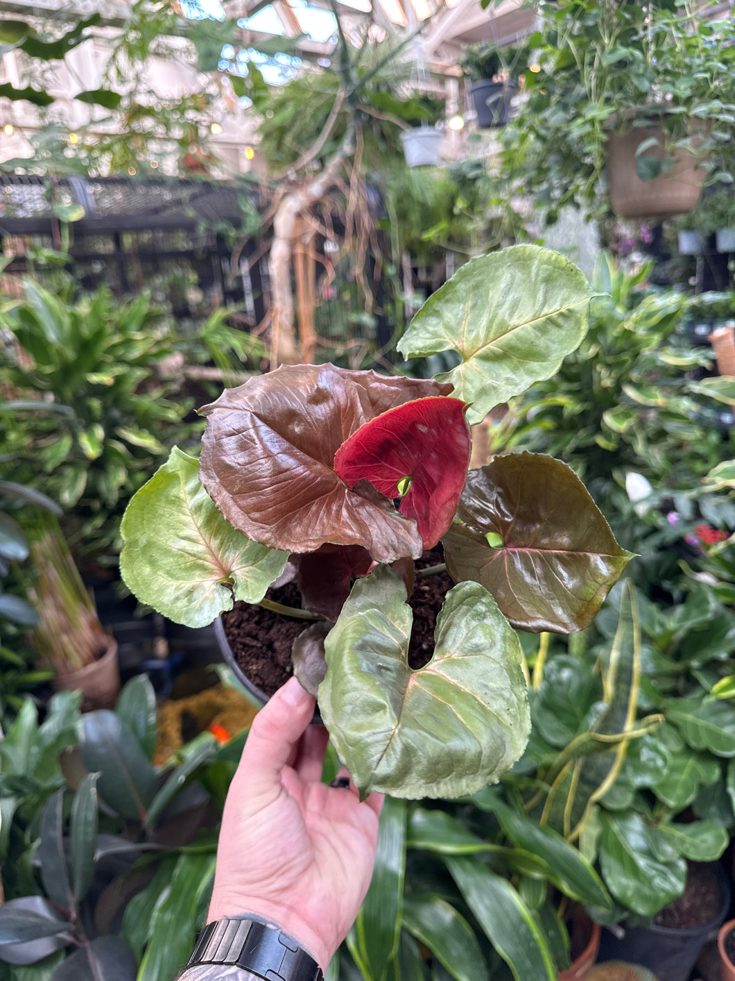 Syngonium Strawberry Ice