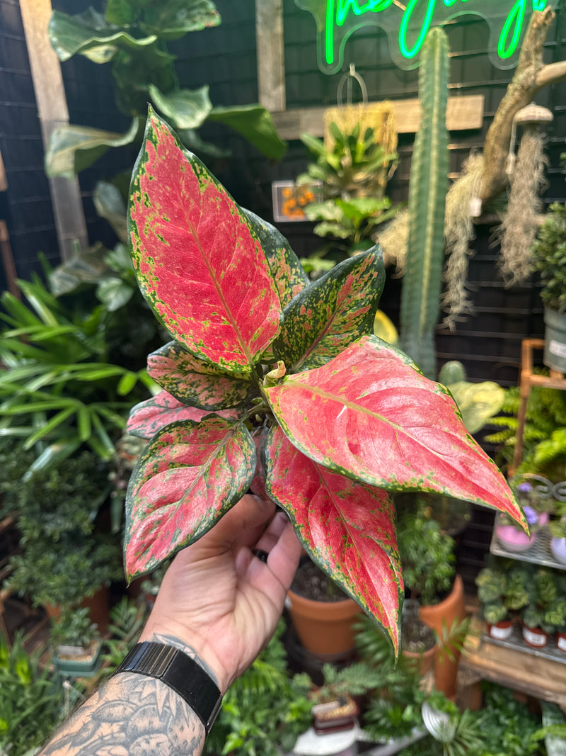 Aglaonema 'Black Maroon' – Jordan's Jungle