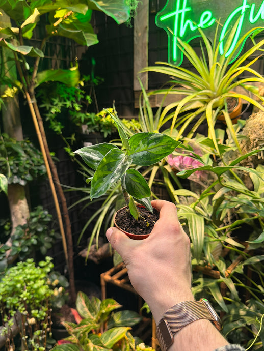 aglaonema pictum tricolor peacock Aglaonema Pictum Peacock – Jordan's Jungle