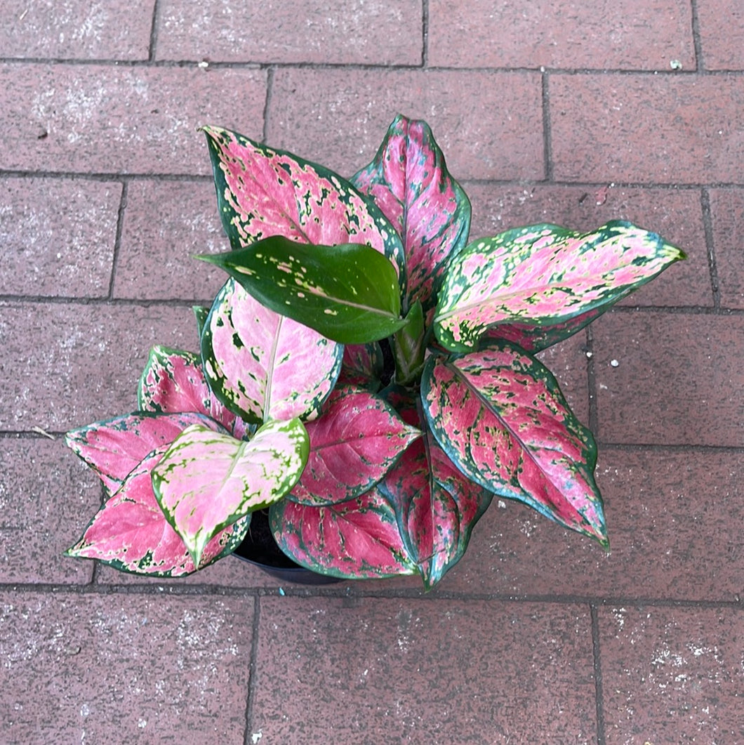 Aglaonema Very Red