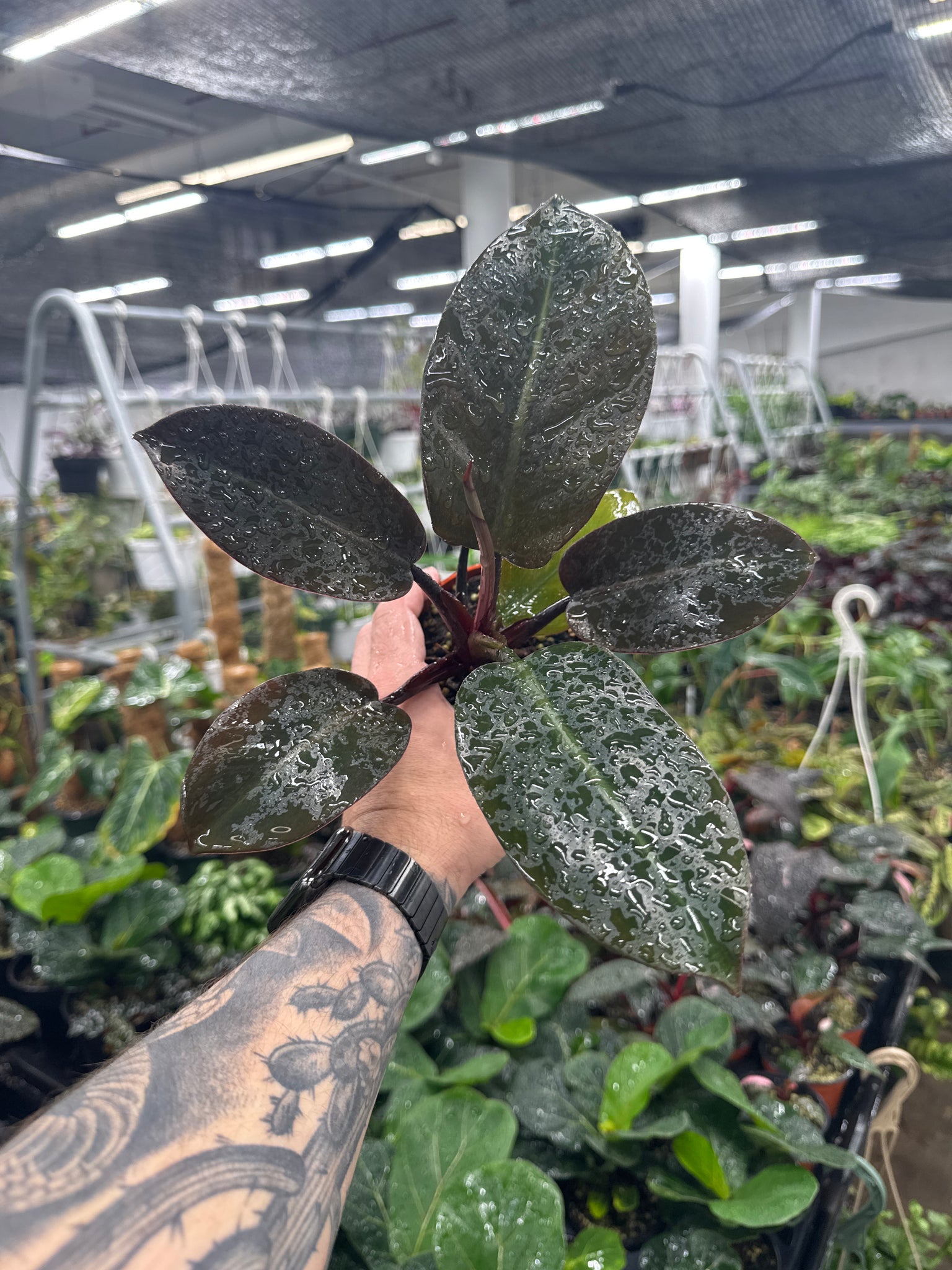 Philodendron 'Black Cardinal'