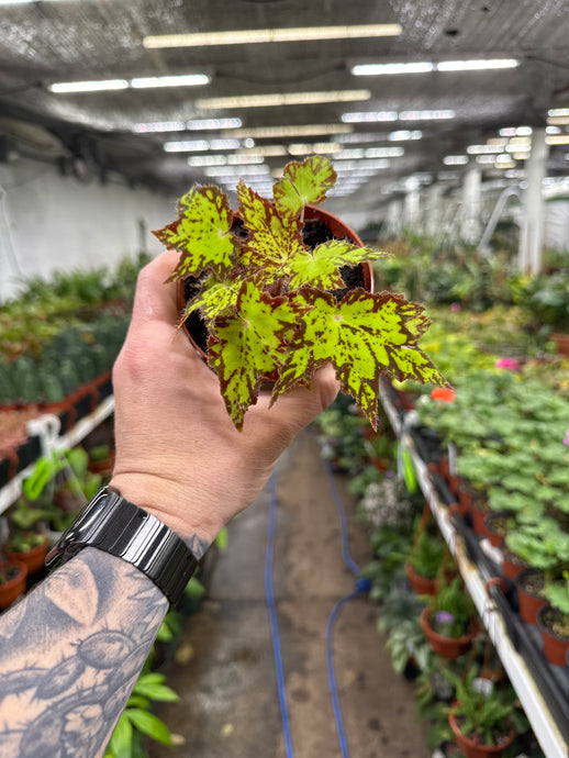 Begonia Rex ‘Phoe's Cleo'