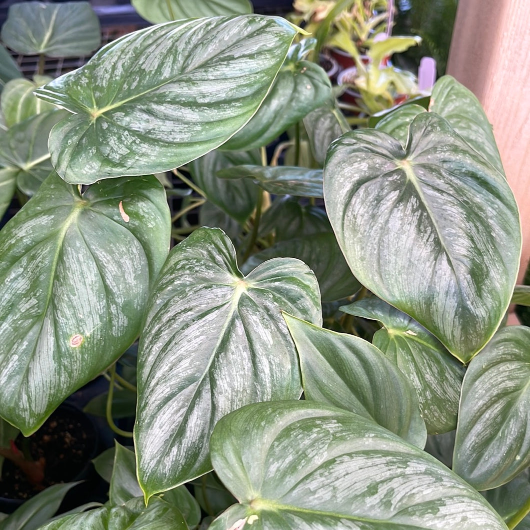 Philodendron Plowmanii – Jordan's Jungle