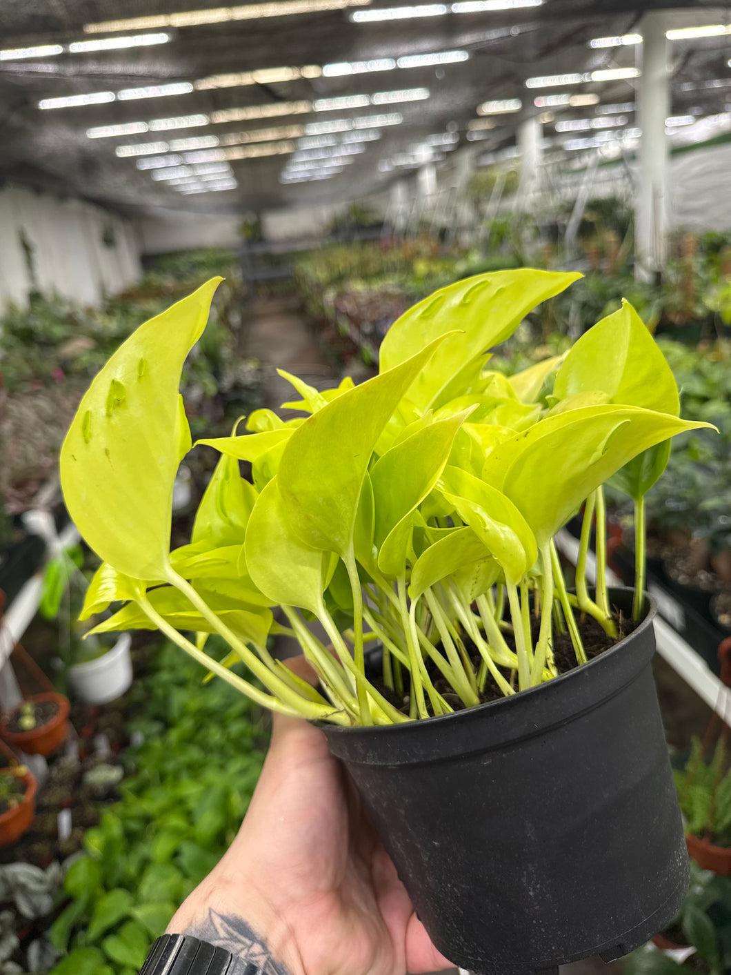 pothos champs elysees Epipremnum 'Champs Elysees' – Jordan's Jungle