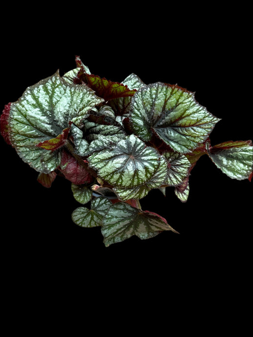 Begonia Rex 'Jurassic Megalo Reptile’