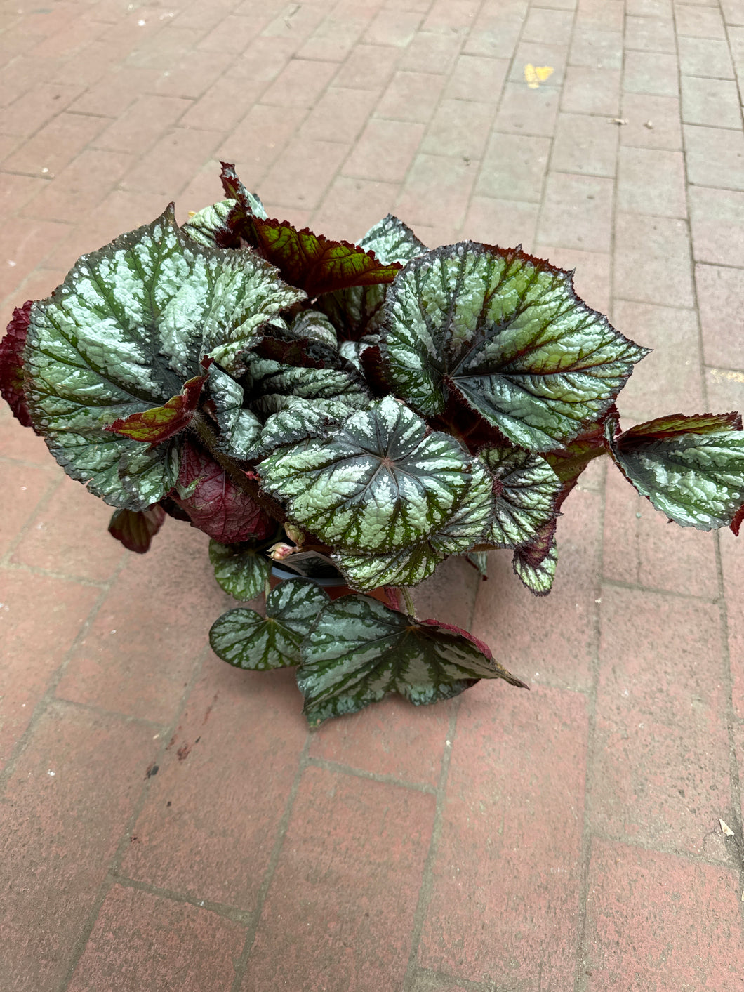 Rex Begonia Jurassic Megalo ‘Reptile’