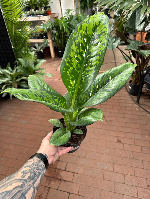 Dieffenbachia Crocodile