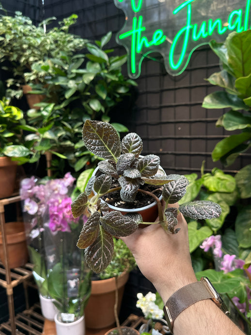 Episcia cupreata 'Copper'