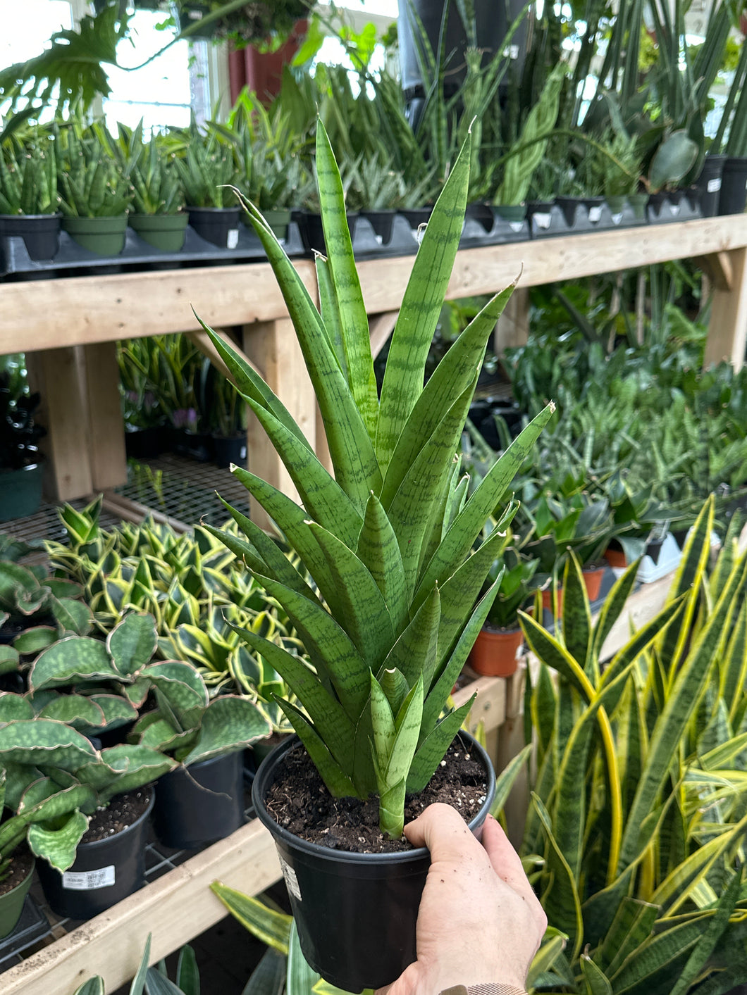 sansevieria tough lady Sansevieria 'Tough Lady' – Jordan's Jungle