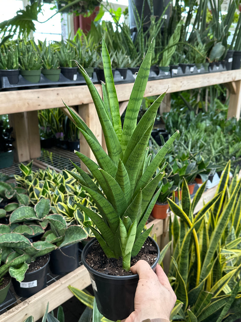 sansevieria tough lady pflege Sansevieria 'Tough Lady' – Jordan's Jungle