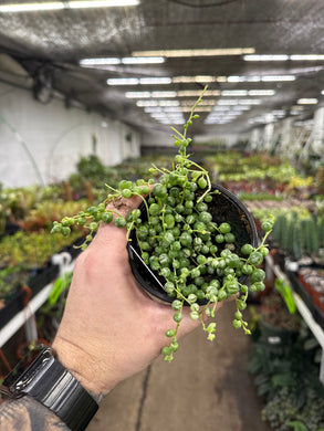 Senecio rowleyanus variegata (String of Pearls)