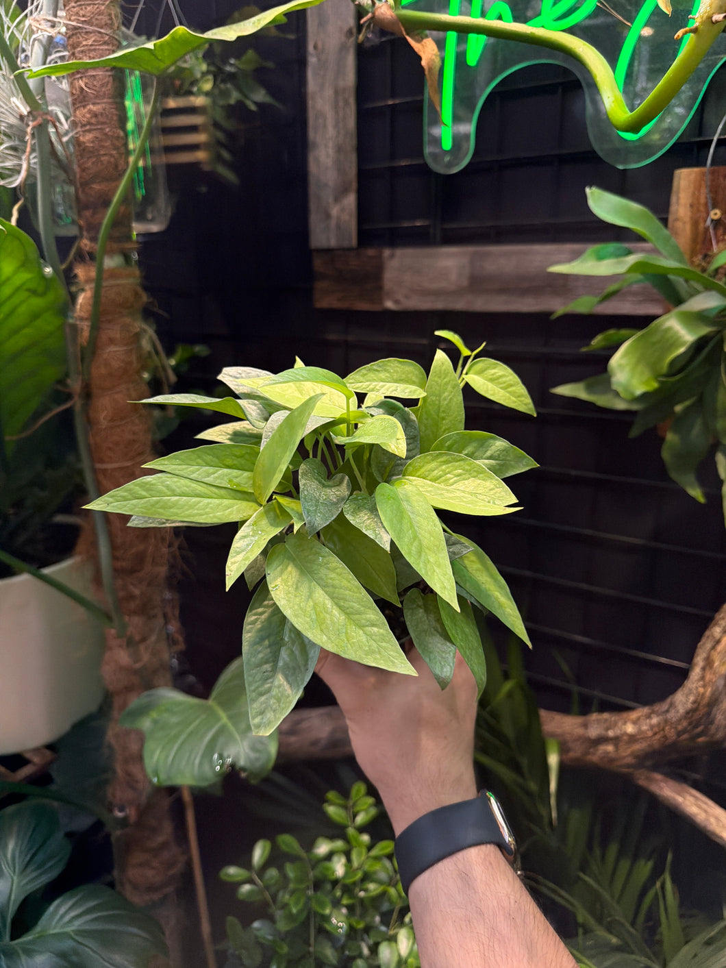 Epipremnum 'Cebu Blue'
