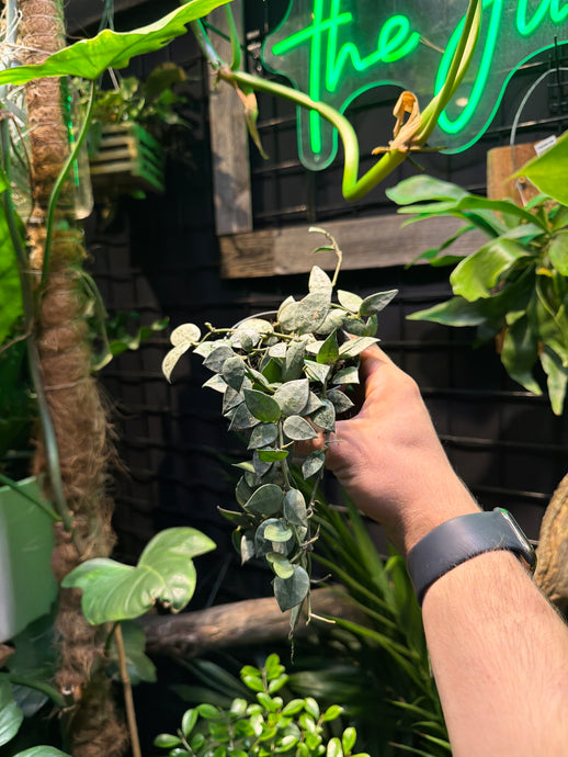 Hoya krohniana 'Arctic'