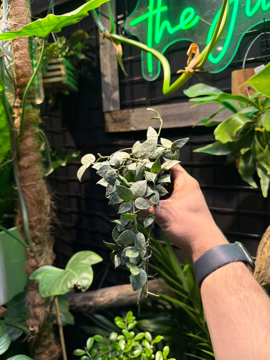 Hoya krohniana 'Arctic'
