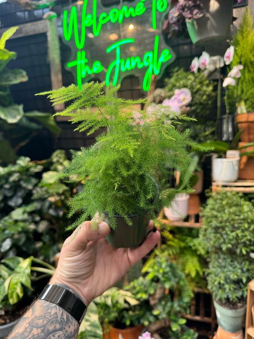 Asparagus Fern 'Plumosa'
