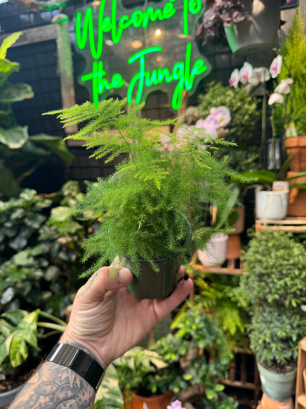 Asparagus Fern 'Plumosa'