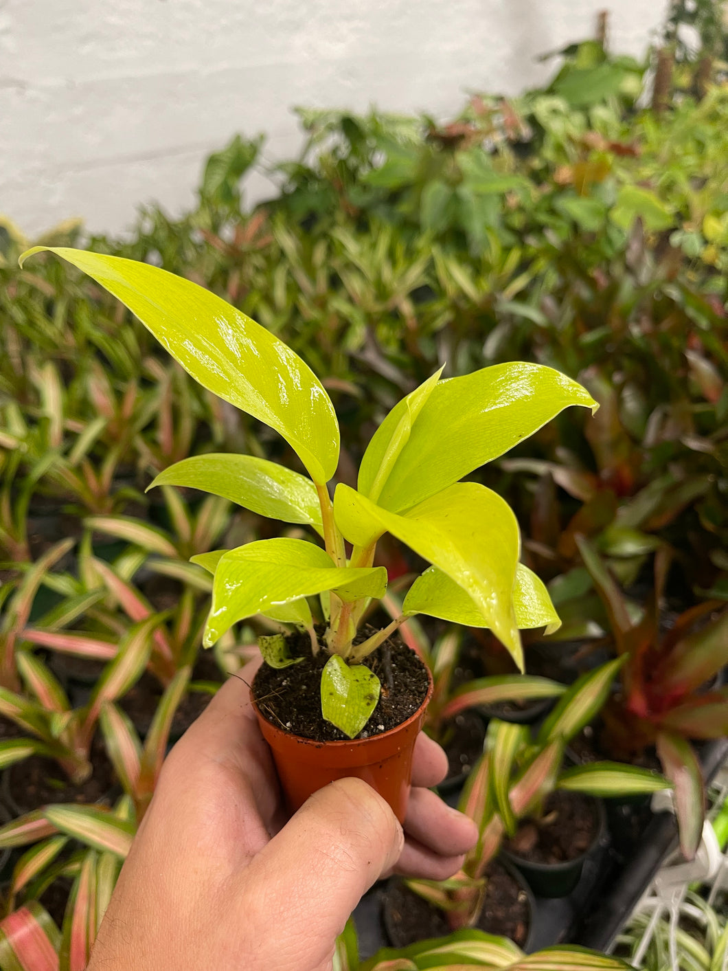 philodendron bipinnatifidum gold Philodendron bipinnatifidum “Selloum” Gold – Jordan's Jungle